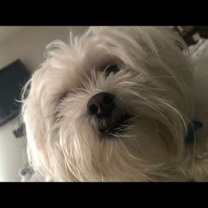 Meet your Posher, Ronald